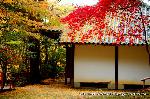 秋の物見遊山 / 岩戸落葉神社