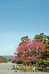京都御苑　春一番を歩く