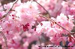 洛中洛外京桜図　一見さんの桜に通の桜　編　その四 : 龍安寺の紅枝垂桜