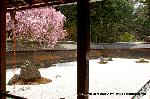 梅と松の北野さんと御霊信仰 : 石庭に紅枝垂桜