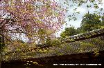 洛中洛外京桜図　一見さんの桜に通の桜　編　その二 : もみじに紅枝垂桜