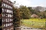 嵯峨野界隈　桜紀行 : 菜の花も季節を告げる