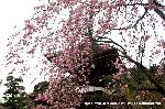 梅と松の北野さんと御霊信仰 : 紅枝垂桜に多宝塔