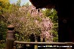洛中洛外京桜図　一見さんの桜に通の桜　編　その四 : 多宝塔下より紅枝垂桜