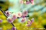 桜見　花見　観桜　嵯峨野散策 : 唐門の枝垂れ桜