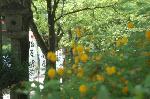 松尾の葵祭