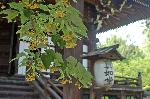 京の水無月花暦 : 本堂前の菩提樹