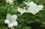京の水無月花暦 : さつきの白い花