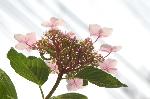 京のあじさい : 淡いピンクの花に陽光が射す