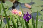 平安神宮神苑一般公開　花暦　花菖蒲 : 池に咲く花菖蒲に睡蓮