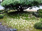 京の沙羅双樹を愛でる