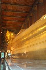 京の沙羅双樹を愛でる