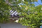 京の沙羅双樹を愛でる : 沙羅双樹の花