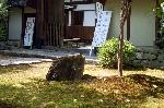 京の沙羅双樹を愛でる : 一日花で首から落ちる