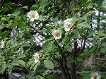 京の沙羅双樹を愛でる : 日本の沙羅双樹は夏椿