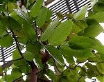 京の沙羅双樹を愛でる : インド沙羅双樹の葉