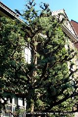 洋館を訪ねて　烏丸三条 : シンボルツリーのヒマラヤ杉