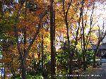 近場で紅葉狩 : 鳥料理