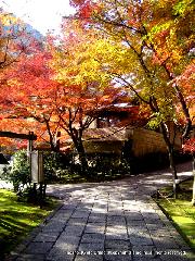 京都の秋 : 石畳には、色とりどりの紅葉から木洩れ陽が・・・