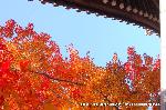 京都の秋