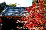 知られざる桜の見所