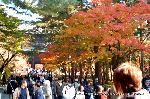紅葉紀行　修学院から一乗寺散策 : 南禅寺三門前の紅葉と人の賑わい