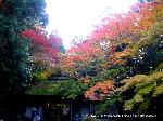 紅葉紀行　修学院から一乗寺散策 : 苔むした茅葺きの山門に覆い被さる鮮やかな楓の紅葉