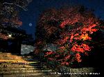 紅葉紀行　修学院から一乗寺散策 : 今宵は月の光が射すのだろうか