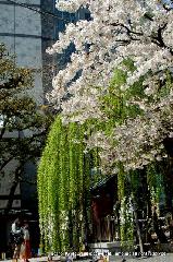 バレンタインも縁結びの人