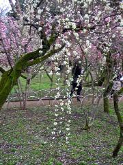 続　花と言えば梅　北野梅苑