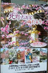 街角の梅見　西陣の梅