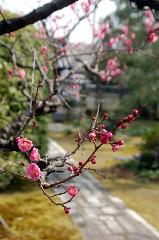 街角の梅見　西陣の梅