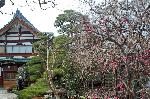街角の梅見　西陣の梅