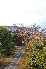 街角の梅見　西陣の梅