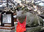 街角の梅見　西陣の梅