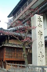 街角の梅見　西陣の梅