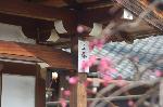 街角の梅見　西陣の梅 : 曹洞宗慈眼寺の枝垂れ梅に地蔵堂に貼られた立秋大吉のお札。