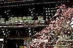 京都　芸能の神