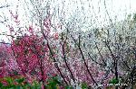 京都　芸能の神