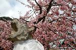 京の旅　/ 　十三詣りに桜茶・桜餅