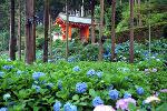 あじさい寺に宇治十帖