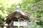 萩とおはぎ