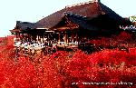 知られざる清水寺境内の紅葉 : 清水の舞台