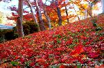 知られざる清水寺境内の紅葉 : 艶やかな散紅葉