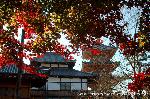 知られざる清水寺境内の紅葉 : 紅と緑の斑模様になった華やかな葉の装い