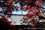 知られざる清水寺境内の紅葉 : 紅葉谷越しに大講堂の甍