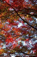 知られざる清水寺境内の紅葉 : 紅葉谷の天を仰ぐ