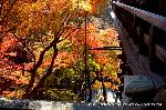 洛外紅葉街道　ドライブ計画 : 舞台下の橋桁をうかがう石段を下りたくなる