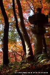 知られざる清水寺境内の紅葉 : 石段で立ち止まると　この風景に出合う