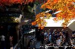 知られざる清水寺境内の紅葉 : 音羽の滝へ石段を下りる人は少ない